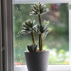 Meet your Posher, Kiara